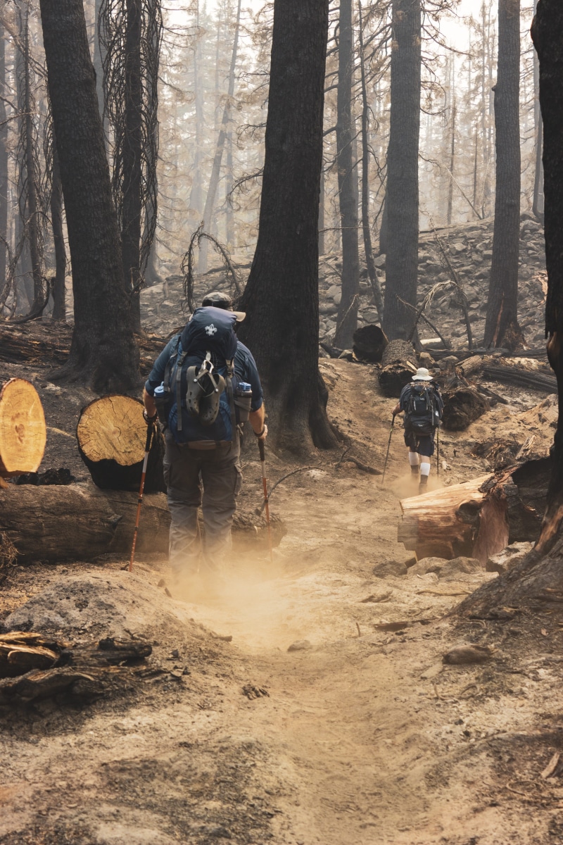 growth, plant, environment, sand, wildfire, outdoors, people, clothing, forest, action, wood, park, trunk, fire, protection, holding, men, real people