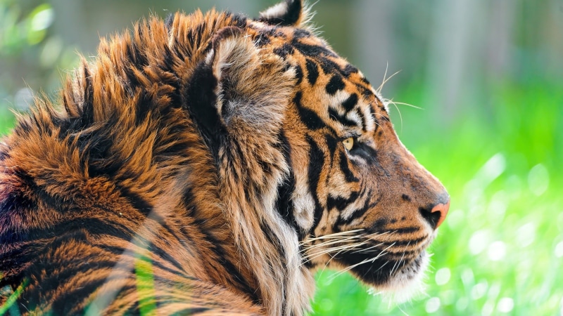 carnivore, black, cat, profile view, endangered Species, animal body part, animals Hunting, outdoors, fur, nature, green, whisker, photgraphy, mammal, undomesticated Cat
