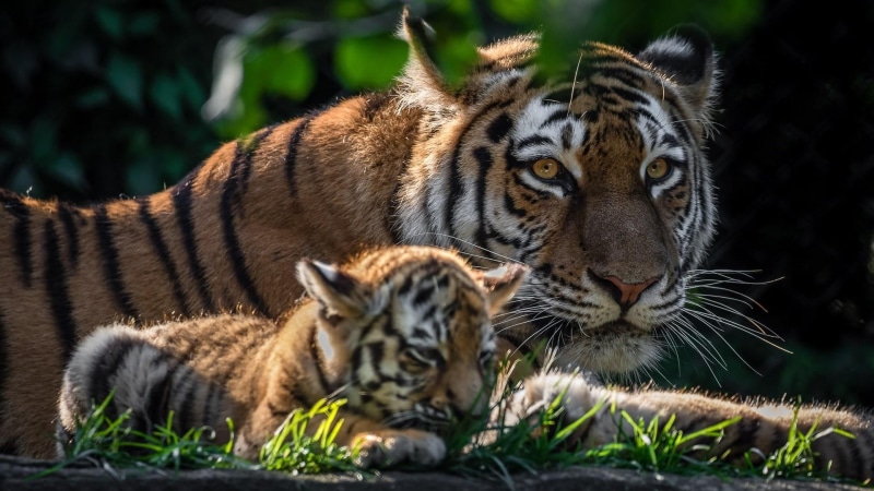 focus on foreground, big cats, cat, land, tiger, animals in the wild, mammal, tiger baby, 1080P, animal wildlife, wildlife photgraphy, whisker, wild animals