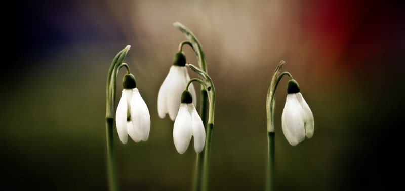 Frühling, DSLR, pics, quartet, flowers, lily of the valley, flickr, photgraphy, Canon  EOS, Garden, dof, Michael  Möller, show, bokeh, white Tulip, Natur