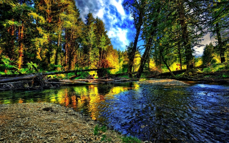 stock, body, trees, branches, froest, leaves, scene, water, blue, photgraphy, yellow, clouds, 1080P, river, view, reflection, photo