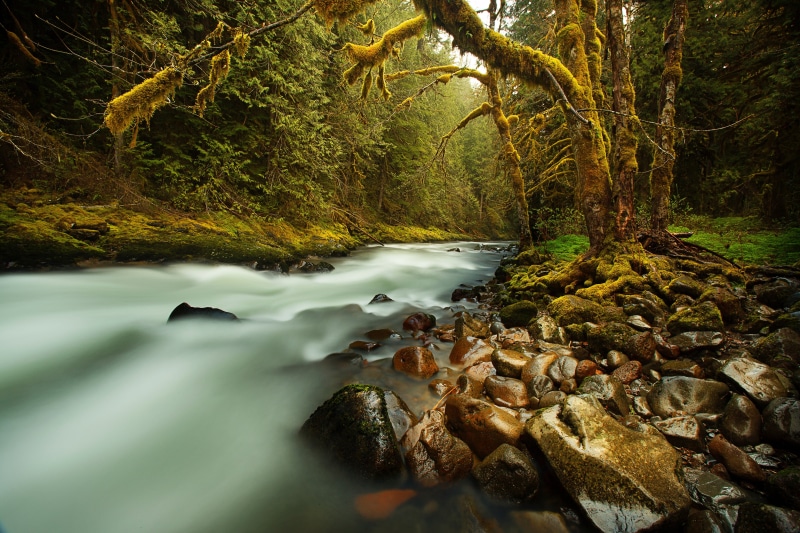 old, water, moss, photgraphy, solid, forest, creek, tree, near, peaceful, motion, nature, day, wet, stones, beauty in nature, wilderness, mystic, stream