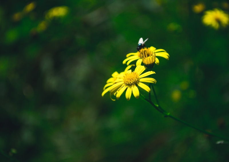 petal, growth, pollen, no people, animals in the wild, beauty in nature, freshness, green background, macro world, alone, pestle, plant, yellow, macro photo