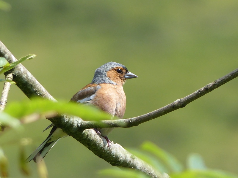 animal, branch, brown, tilt, brown bird, beak, Arian, tree branch, outdoors, Chaffinch, photo, 4K, tree, Wales, photgraphy, Yr, shift, wildlife, tilt shift