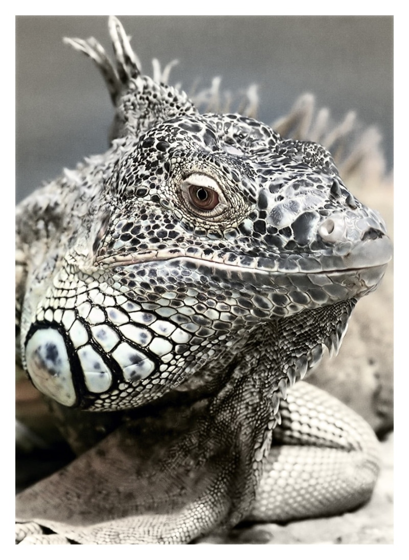 animal themes, black and white, auto post production filter, vertebrate, outdoors, bearded dragon, wildlife, animal wildlife, animal, animal eye, nature