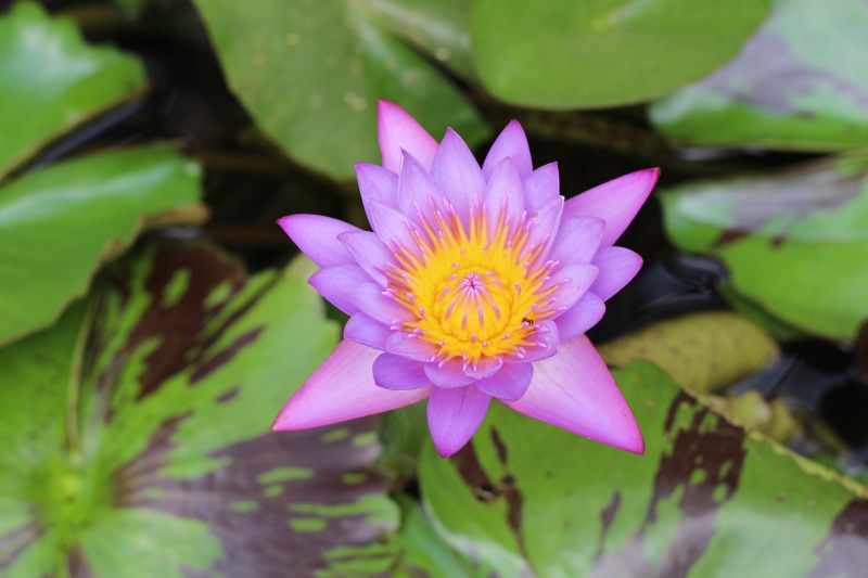 water lily, 5K, blossoming, leaf, purple lotus, water, lotus, petal, growth, flower, close-up, canon photography, plant, beauty in nature, flower blossoming