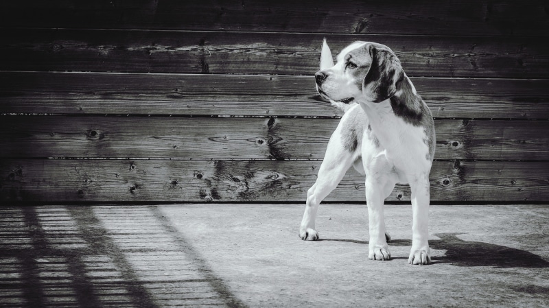 daylight, shadow, day, fur, vertebrate, black and white, wall - building feature, beagle, looking, little, greyscale, one animal, wood, 2K, full length