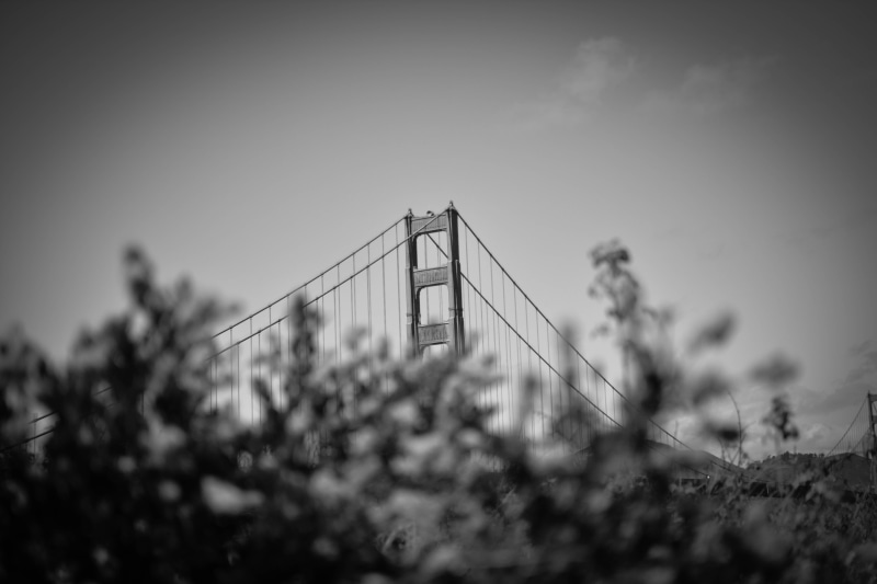 bridge, monochrome, plant, gray, travel destinations, connection, city, grayscale, tourism, copy space, bridge - man made structure, san, suspension bridge