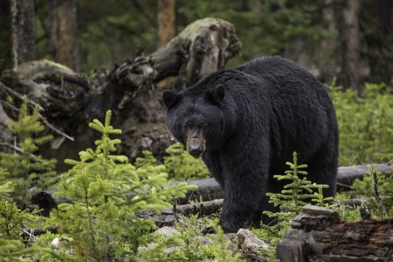 full length, black color, black, land, black bear, fur, animals In The Wild, carnivore, tree, 2K, portrait, mammal, large, forest, woods, nature, one animal