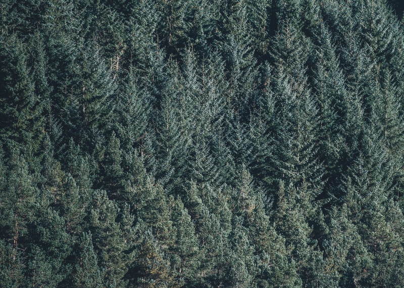 4K, full frame, coniferous tree, forest, growth, fir tree, outdoors, photgraphy, evergreen tree, tree, green color, high angle view, pattern, beauty in nature