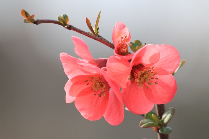 stamen, coloring, flower, spring, bud, inflorescence, freshness, cherry tree, no people, blossom, growth, flower head, cherry blossom, focus, petal, flowers