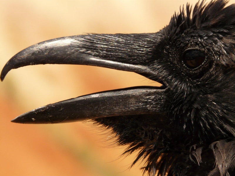 one animal, whisker, raven, animal body part, animal, no people, animal mouth, beak, mammal, bird, animals in the wild, mouth open, animal nose, vertebrate