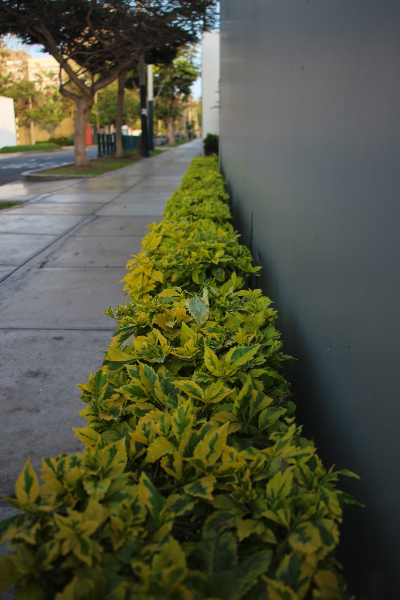 day, calles, street, built structure, growth, architecture, plants, composition, lienas, green, footpath, food and drink, nature, no people, freshness