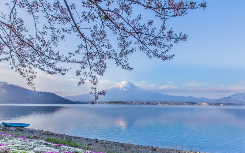 Lake, mount, Flowers, Kawaguchi, Fuji, Japan, Twigs, 1080P