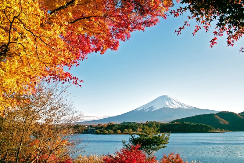 forest, sea, no People, mountains, japan, autumn, day, snow, scenics, leaf, 2K, park - Man Made Space, scenics - nature, maple Tree, mountain Peak, mt Fuji