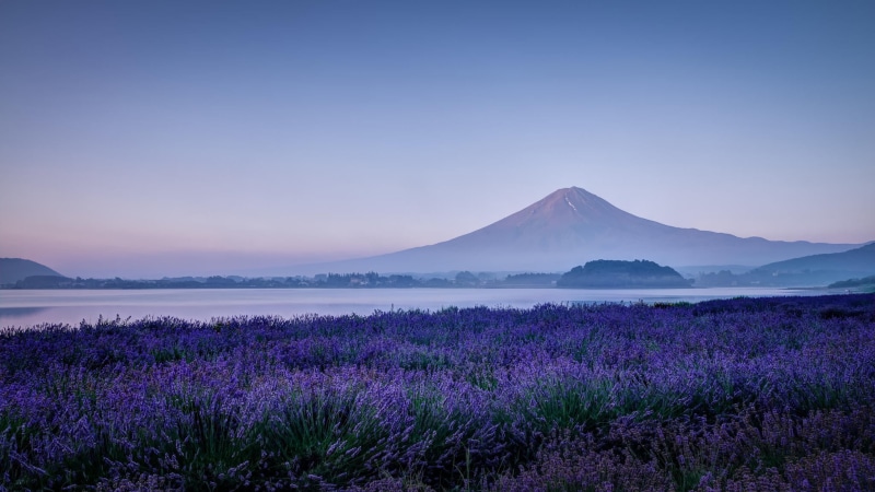 near, famous Place, blue, scenics - nature, yamanashi Prefecture, Fuji, lavender, scenics, beauty In Nature, volcano, flowers, mt Fuji, summer, mountain