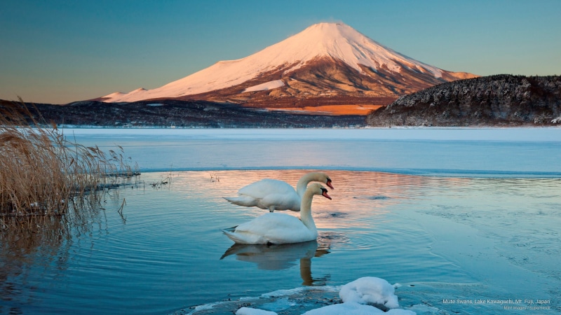 lake, mt, Asia, mute, swans, 2K, japan, fuji, kawaguchi