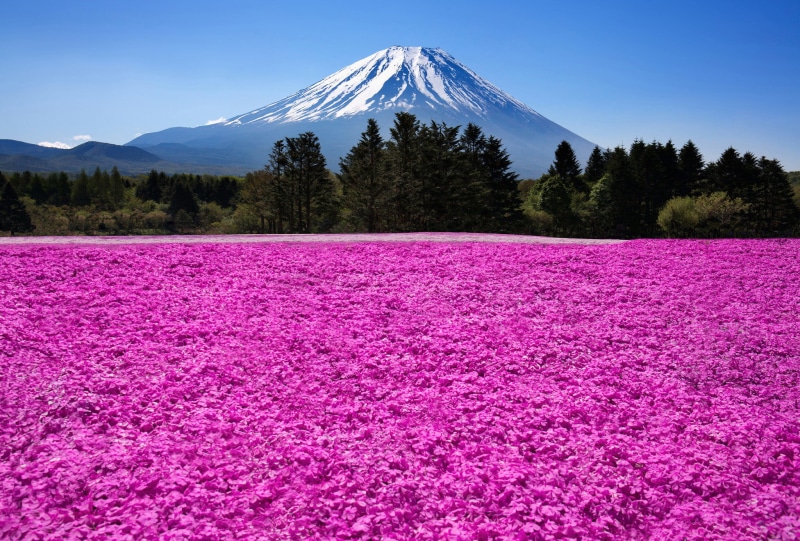 tree, beauty In Nature, environment, plant, lake, pink color, sky, volcano, cold temperature, snow, Japan, petaled, season, outdoors, winter, no People