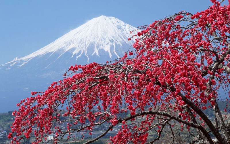 outdoors, mountain, blue, Fuji, 2K, tokyo Prefecture, low angle view, blossom, scenics - nature, day, springtime, Sakura, japanese Culture, Japan, red