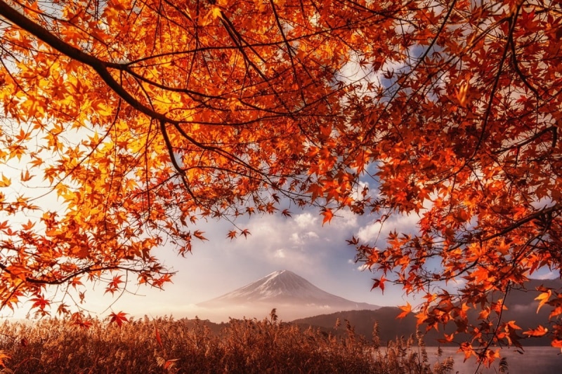 scenics - nature, plant, landscape, no people, sky, 480P, leaf, fall, lake, tranquil scene, land, mountains, nature, day, mountain, tranquility, Mount Fuji