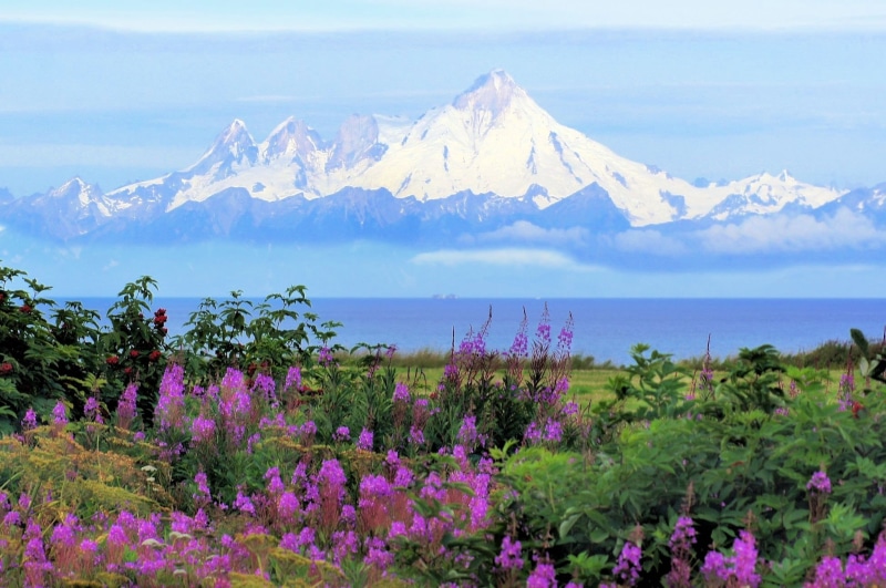 summer, travel, flowers, kenia, surrounded, volcano, sky, mountain peak, landscape, season, mt iliamna, fireweed, wild, cloud - sky, mt Fuji, tourism, homer ak