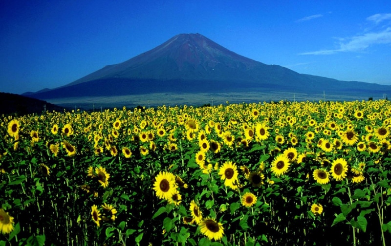 growth, land, rural scene, outdoors, countryside, sky, agriculture, flower, day, blooms, landscape, tranquil scene, tranquility, mountain peak, nature
