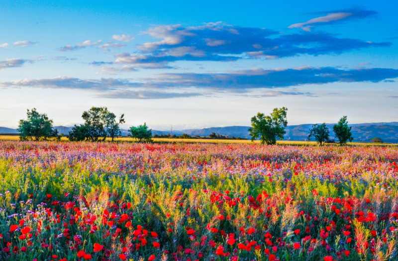 no people, land, flowerbed, blue, scenics - nature, agriculture, flower, nature, summer, field, environment, springtime, wild flowers, color, tranquility