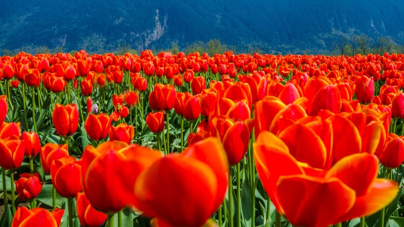 Tulips, beauty In Nature, yellow, British Columbia, shallow focus, red, Landscape, netherlands, nature, focus, Orange, multi Colored, 4K, green Color