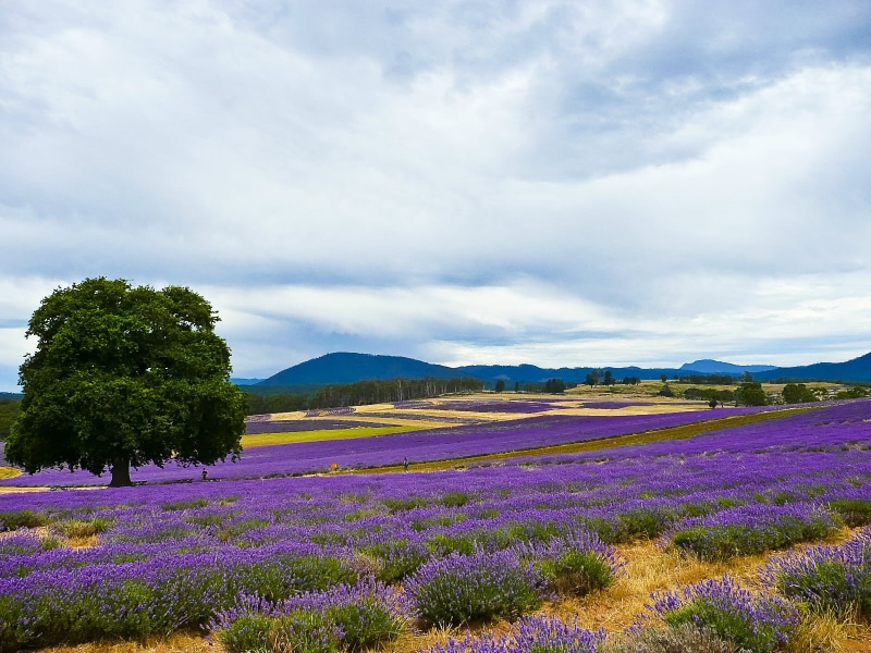photoshop, ACR, Lavender, Bridestowe, TZ3, near, cliff, Pop, provence-Alpes-Cote dAzur, 720P, Estate, agriculture, camera raw, field, nature, TAS, purple