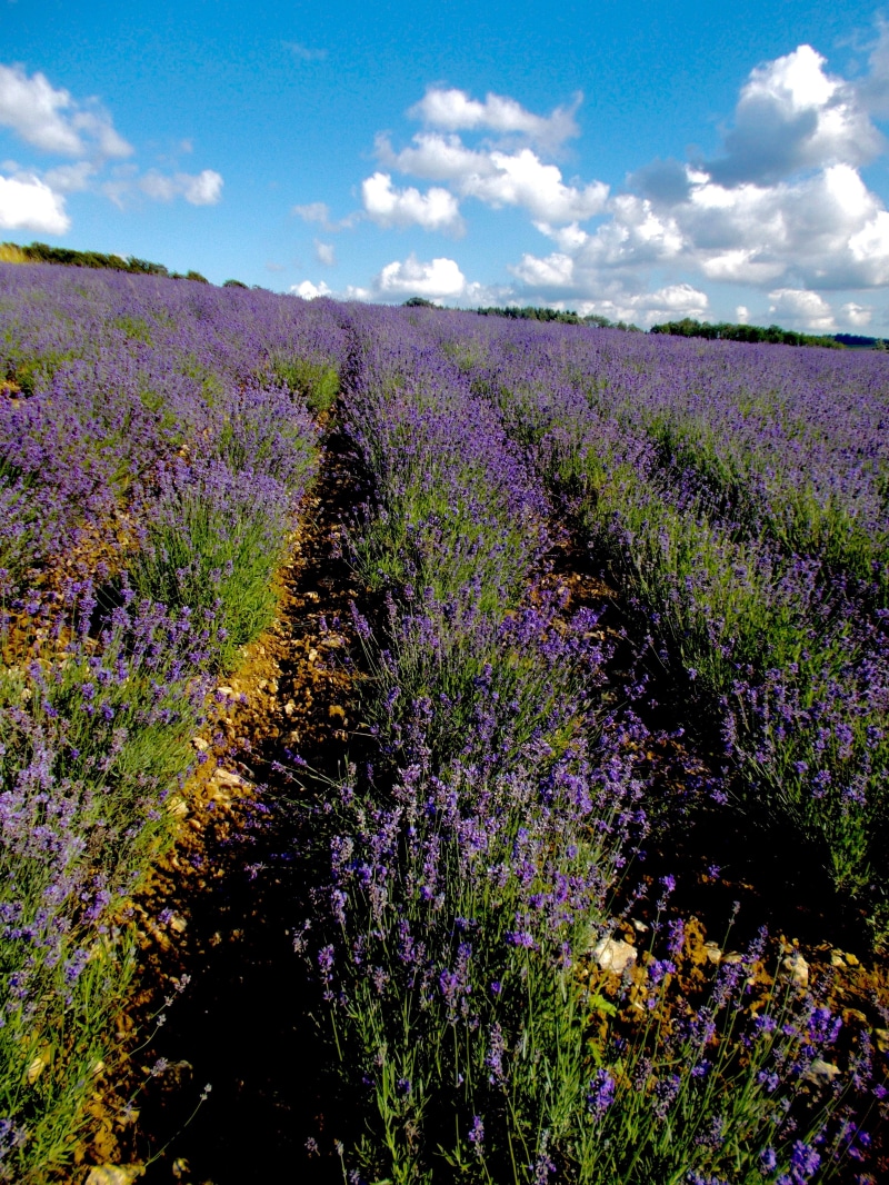 cloud - sky, environment, non-Urban Scene, purple, lamiaceae, flower, outdoors, no People, from live, detmold, 4K, ornamental plant, lavandula officinalis