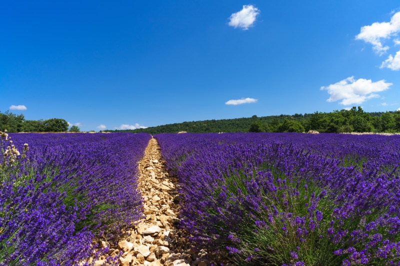 Travel, Voyage, perfect, beautiful, Sony a7R, agriculture, field, traveling, blue, ilce7r, lumière, rural Scene, france, FE, cloudy, lavender Coloured