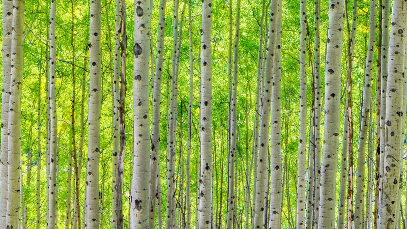 colorado, full frame, backgrounds, plant, forest, pattern, yellow, growth, wood - material, changing, leaves, pc, hd, outdoors, stems, aspen