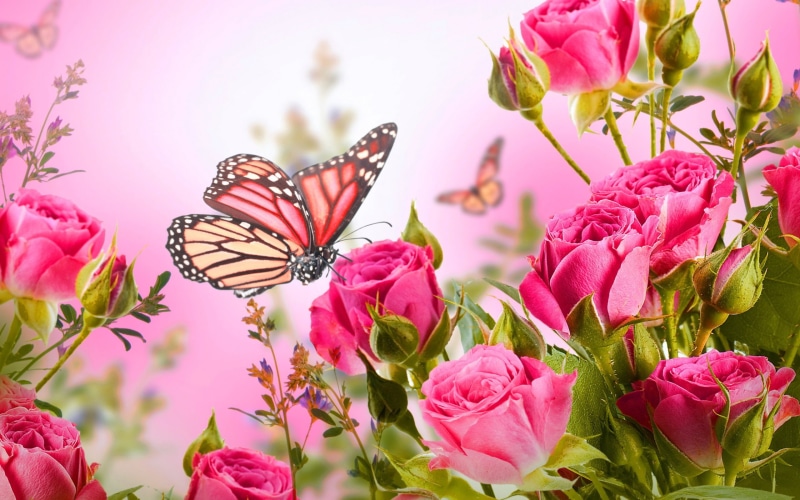 rose, hd, pink, butterfly, 2K, flowers, picture
