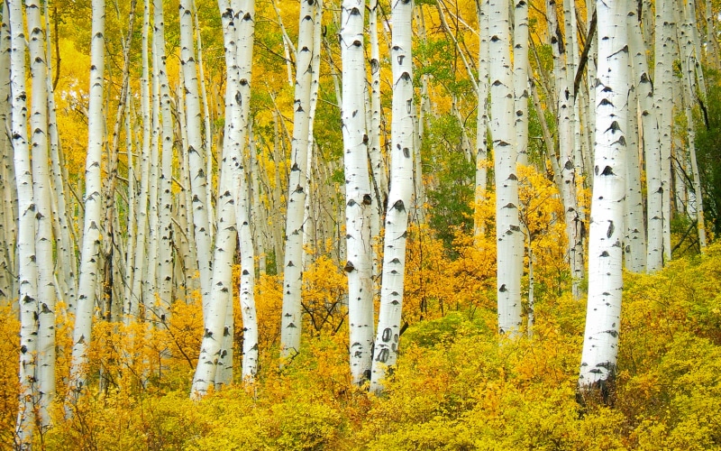 shumen, tree trunk, 4K, golden, tablet, aspen, beauty in nature, yellow, colorado, nature, pc, forest, coniferous tree, american, united, populus, no people