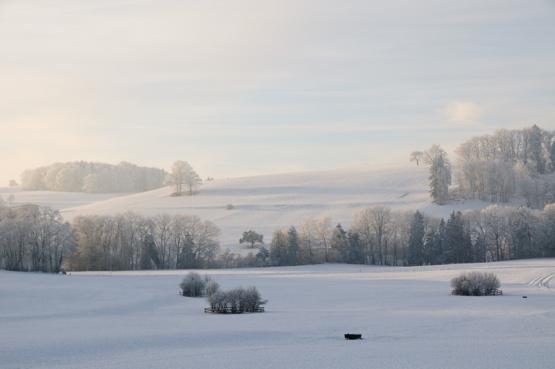 sky, wintercold, environment, field, outdoors, blue, snowing, ice, nature, 4K, photo, tree, land, scenics - nature, cold - Temperature, non-Urban Scene