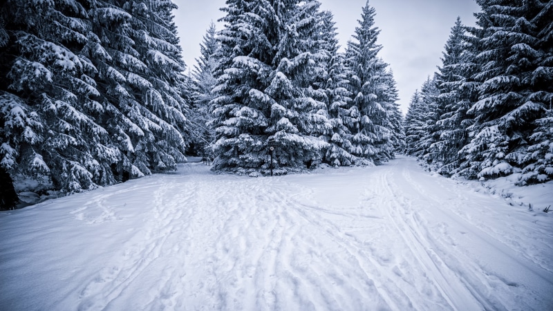 wald, cold, Canon, outdoors, fir Tree, mountain, snow, woodland, tree, den, Januar, Winter, green, white, Schnee, Rocken, kalt, pine trees, frozen, nature