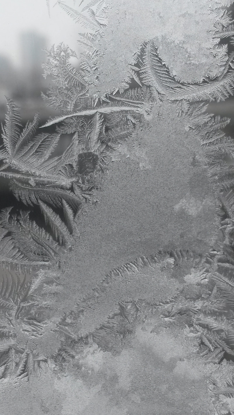 textured, no people, nature, crystallization, eiskristalle, Iced, flower, tranquility, winter magic, day, outdoors, winter dream, frozen, Hardest, ice pattern