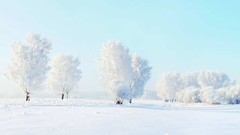 plant, bubble, land, snow, light, clear sky, coniferous tree, purity, frost, forest, fresh, 4K, transparent, backdrop, tree, clean, shape, non-urban scene