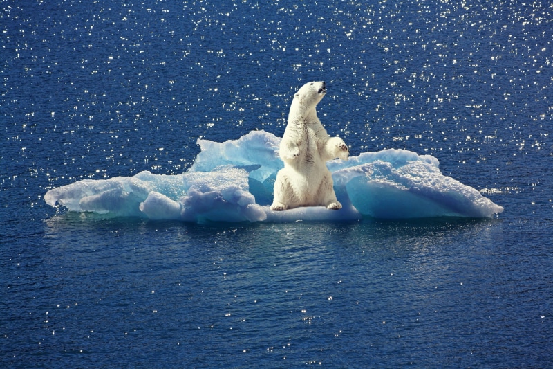 animal themes, animals in the wild, no people, cold temperature, one animal, climate change, bear, outdoors, iceberg - ice formation, animal, north pole
