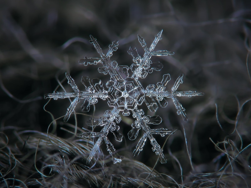 nature, light, symmetry, explore, real, March, symbol, transparent, tangled, rare, fragile, ornate, macro, outdoors, natural, complex, unique, pattern