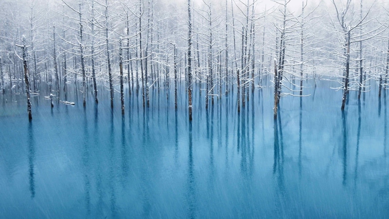 plant, pine woodland, land, christmas, drops, frost, non-urban scene, snowflakes, azure, tree, snow, blue, tranquil scene, light, outdoors, decoration