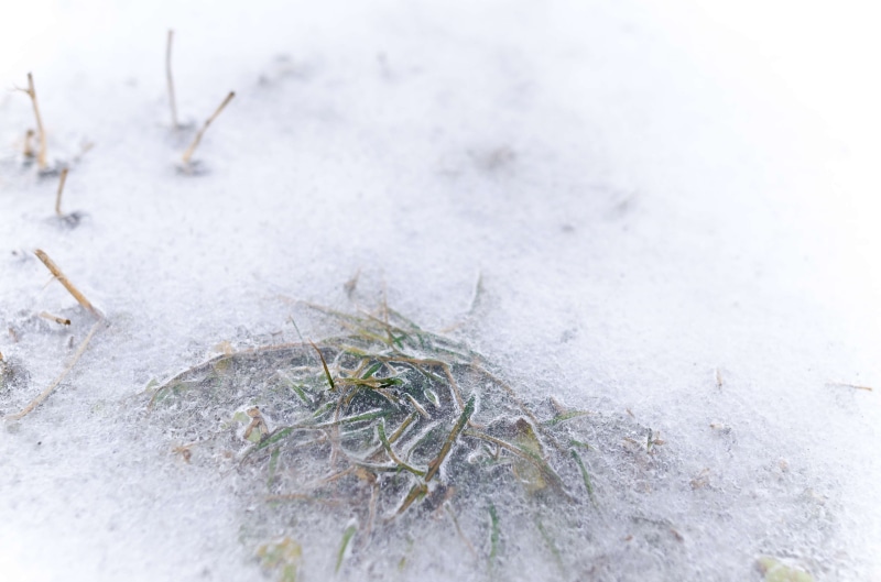 cool, ice, christmas, day, color, natural, cold, glacial, winter, ze, selective focus, cold temperature, glass, abstract, animal themes, icy, blue, animal wildlife