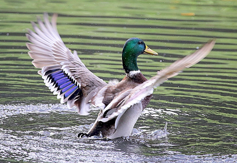 Vögel, feather, flapping, lake, Tiere, duck, pond, Animals, bird, nature, swimming Animal, 2K, wildlife, Canon EOS 6D, water  Birds, mallard, wings, water