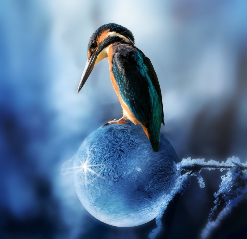 desktop background, bird, blue, beauty in nature, spring is coming, animal wildlife, spring, soap bubble, icy, focus on foreground, composing, close-up