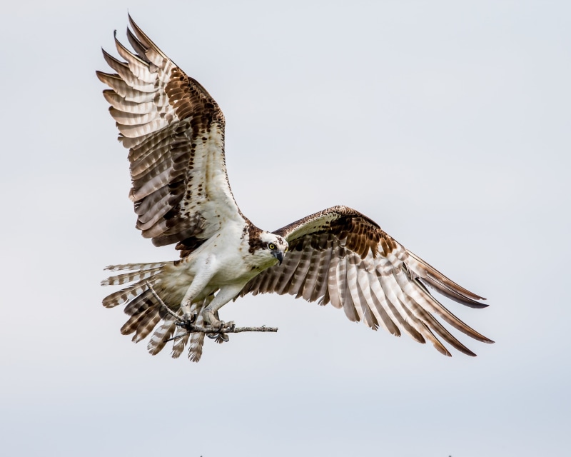feather, Lens, animal, bird, Explored, Osprey, bird of Prey, animals Hunting, spreading, Beach, female, eagle - Bird, wings, nest, Tigertail, animal Wing