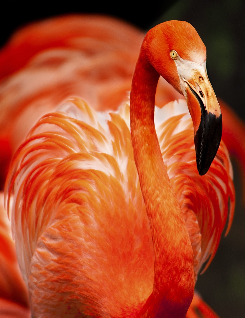 neck, focus on foreground, animal head, photo, preening, animal backgrounds, animal, plumage, orange color, orange, bird, avian, animal wildlife