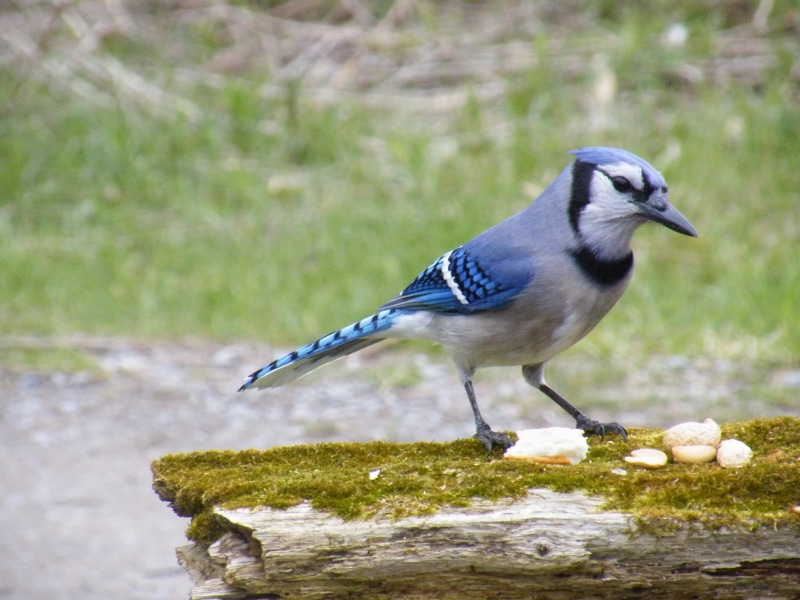 close-up, focus on foreground, fly, day, outside, animals in the wild, birds, rock, grass, animal, feather, one animal, animals, rock - object, eyes, vertebrate