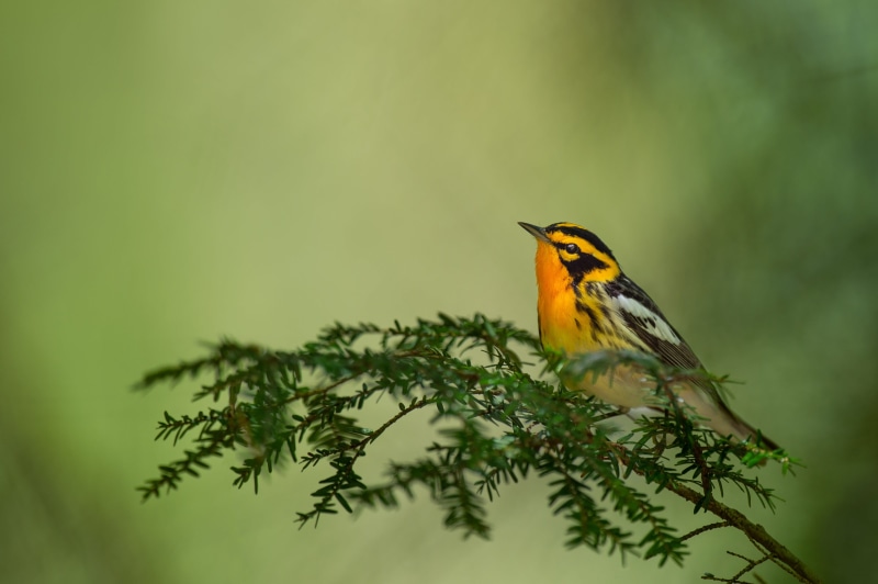 nature, animal, photo, wildlife, orange, one animal, animal themes, feather, blackburnian warbler, green, selective focus, hemlock, focus on foreground