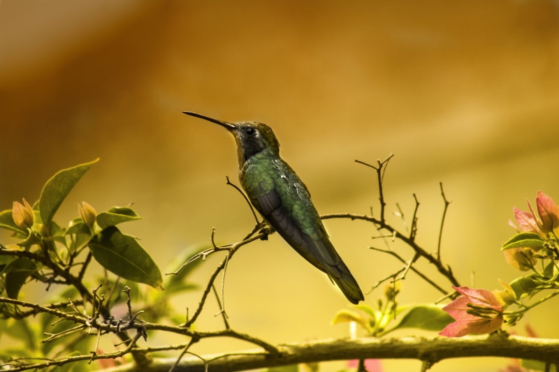 beak, leaves, colors, little, feathers, hummingbird, close-up, animal themes, vertebrate, one animal, humming, photography, animals in the wild, green color
