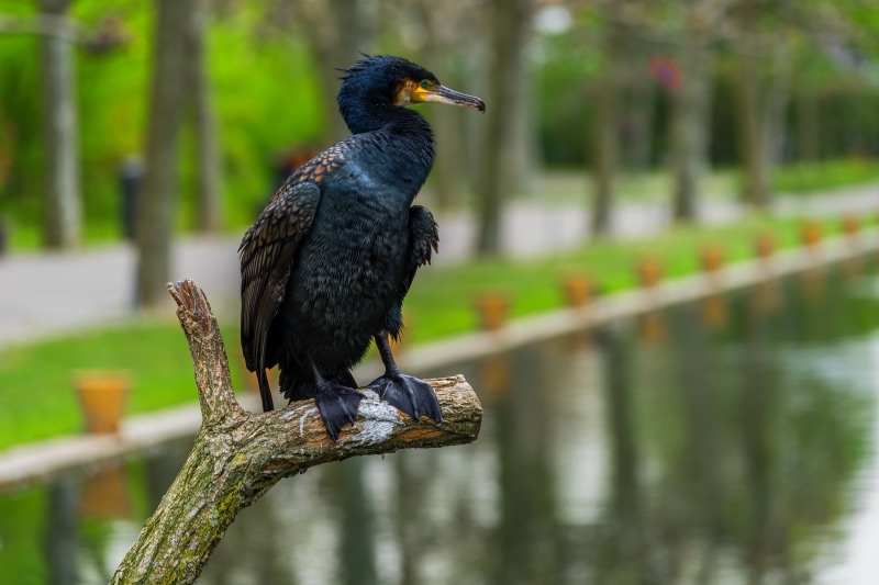 cormorant, wooden post, nature, water, wilhelma, feather, 5K, wildlife photography, animal wildlife, animals in the wild, perching, standing, black color